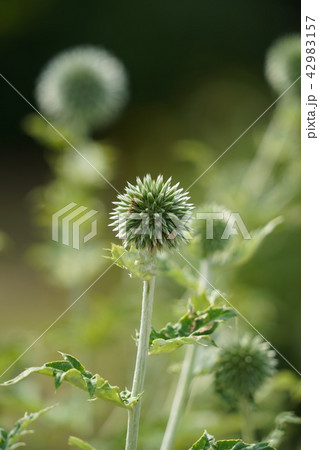 瑠璃玉薊 るりたまあざみ の写真素材