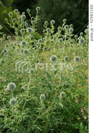 瑠璃玉薊(るりたまあざみ) 瑠璃玉薊(るりたまあざみ) 42983160