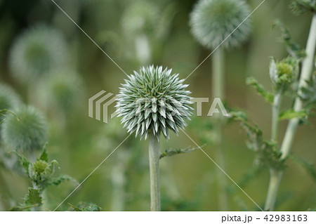 瑠璃玉薊（るりたまあざみ） 42983163