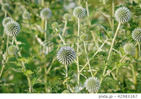 瑠璃玉薊（るりたまあざみ） 42983167