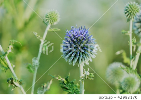 瑠璃玉薊（るりたまあざみ） 42983170