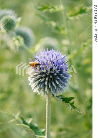 瑠璃玉薊(るりたまあざみ) 瑠璃玉薊(るりたまあざみ) 42983173