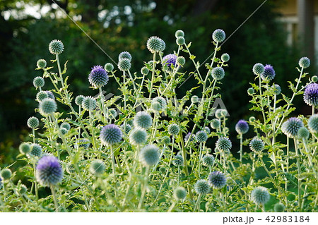 瑠璃玉薊(るりたまあざみ) 瑠璃玉薊(るりたまあざみ) 42983184