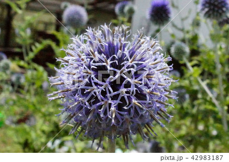 瑠璃玉薊（るりたまあざみ） 42983187