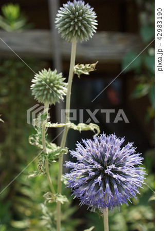 瑠璃玉薊（るりたまあざみ） 42983190