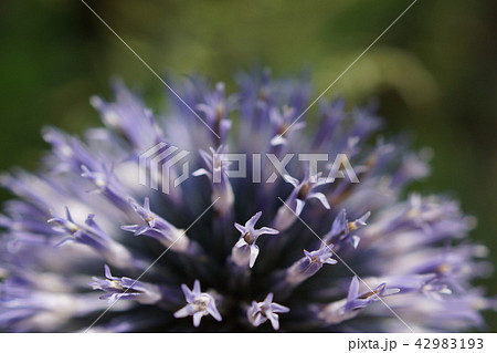 瑠璃玉薊(るりたまあざみ) 瑠璃玉薊(るりたまあざみ) 42983193