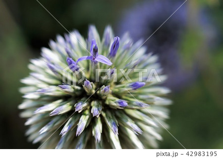 瑠璃玉薊(るりたまあざみ) 瑠璃玉薊(るりたまあざみ) 42983195