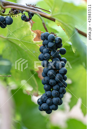 樹上の山葡萄の実 42983511