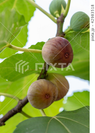 樹上のイチジクの実 樹上のイチジクの実 42983518