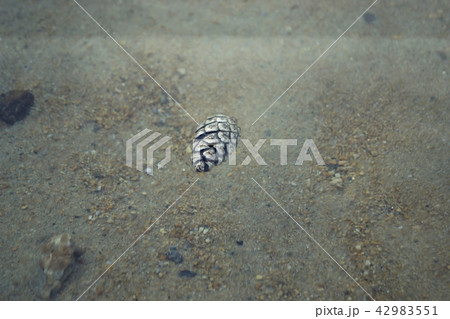 Pine cone in clear water against the background of stones 42983551