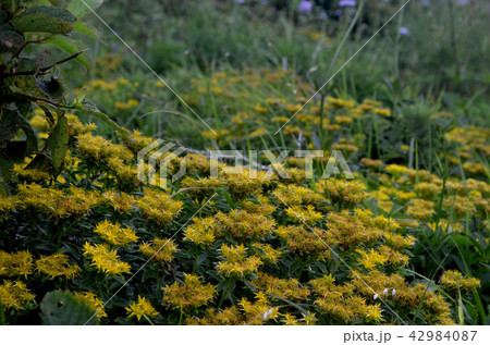 キリンソウ 42984087