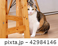 Cat with tabby fur sitting beside wooden chair 42984146