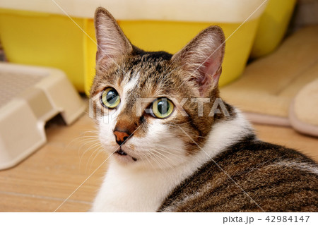 Cat with tabby fur and turn his head back 42984147