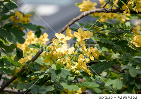 Cassod tree; Cassia siamea with flower 42984362