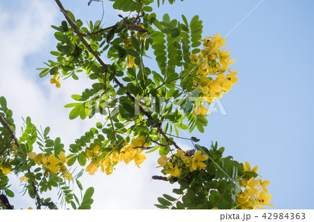 Cassod tree; Cassia siamea with flower 42984363