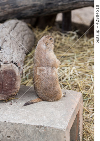 very cute black tailed prairie dog very cute black tailed prairie dog 42984518