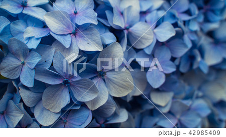紫陽花 42985409