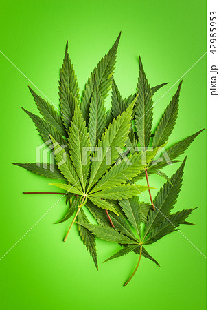 Green cannabis leaves. Green cannabis leaves. 42985953