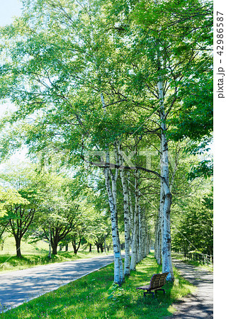 八幡平の白樺並木と記念の森 42986587