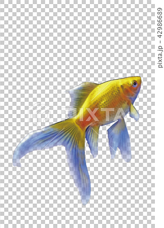 Goldfish (yellow) Yellow Comet Background color transparent Goldfish (yellow) Yellow Comet Background color transparent 42986689