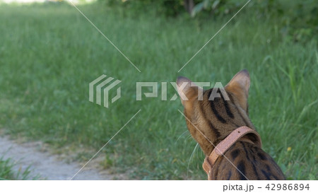Bengal cat walks in the grass. He shows different emotions. 42986894