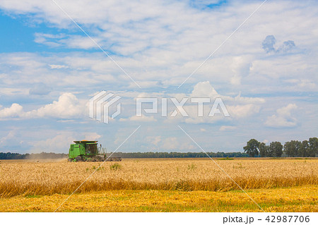 Combine harvesting Wheat plants in the field Combine harvesting Wheat plants in the field 42987706