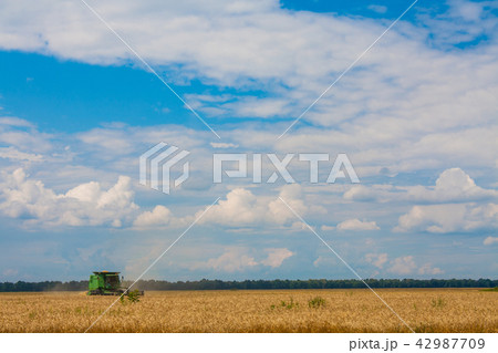 Combine harvesting Wheat plants in the field 42987709