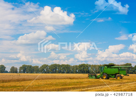 Combine harvesting Wheat plants in the field Combine harvesting Wheat plants in the field 42987718