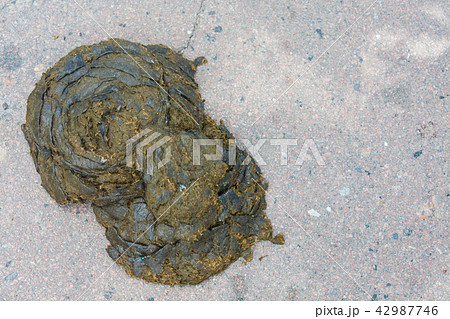 Cow dung, manure lies on the asphalt background Cow dung, manure lies on the asphalt background 42987746