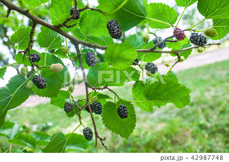 Mulberries on a tree branch in a garden Mulberries on a tree branch in a garden 42987748
