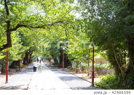 中山参道 42988399