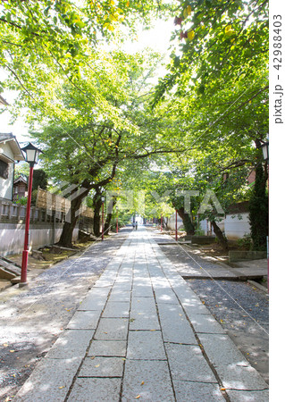 中山参道 中山参道 42988403