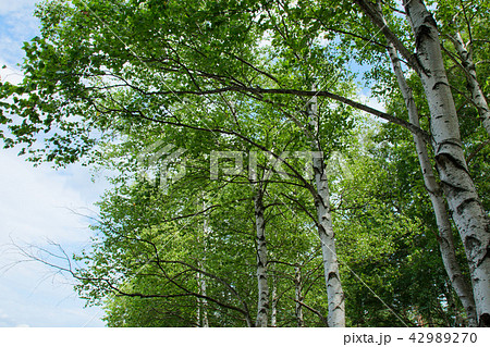 八幡平の白樺並木と青空 42989270