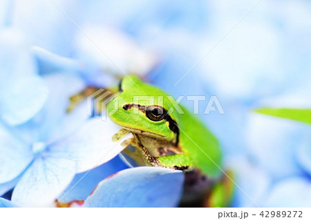 アジサイとアマガエル 42989272