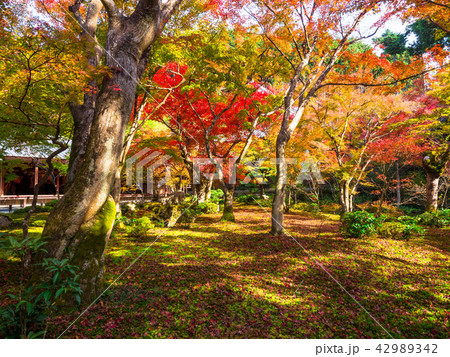 圓光寺の紅葉 42989342