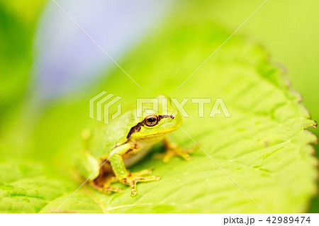 紫陽花の葉とアマガエル 42989474