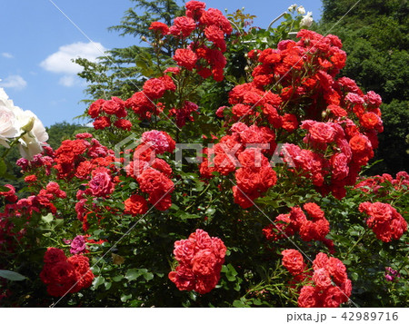 たくさんの赤いバラ たくさんの赤いバラ 42989716