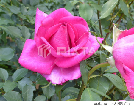 ピンクのバラ一輪 42989717