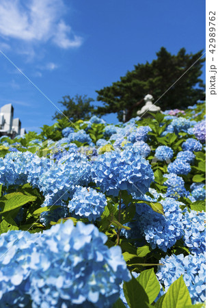 満開のアジサイ 満開のアジサイ 42989762