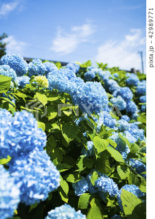 満開のアジサイ 42989771