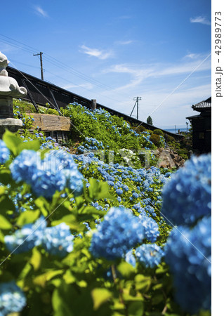 小樽貴賓館 あじさい園 小樽貴賓館 あじさい園 42989773