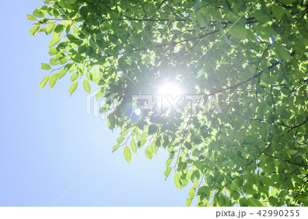 爽やかな新緑と太陽 爽やかな新緑と太陽 42990255