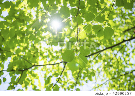 爽やかな新緑と太陽 爽やかな新緑と太陽 42990257