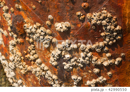 Barnacles on surface corrosion steel pole Barnacles on surface corrosion steel pole 42990550