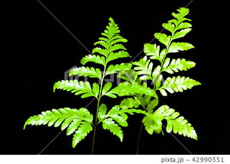 Freshness Green leaf of Fern 42990551