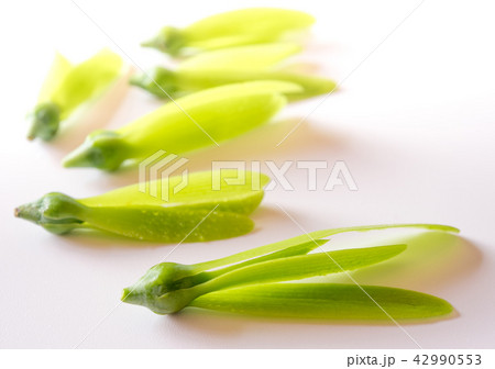 Fragile wing and young seed of White Meranti Fragile wing and young seed of White Meranti 42990553