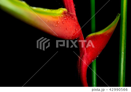 Hanging lobster claws in black background Hanging lobster claws in black background 42990566