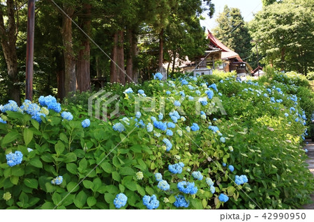 高源院アジサイ寺 42990950