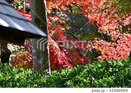 秋の白鳥庭園 秋の白鳥庭園 42990969