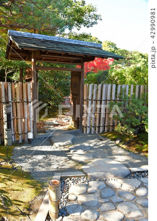 秋の白鳥庭園 秋の白鳥庭園 42990981